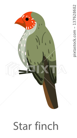 Flat vector illustration of a star finch perched on a branch in side view. Small colorful finch bird isolated on a white background. Flat vector illustration of a star finch perched on a branch in side view. Small colorful finch bird isolated on a white background. 137628682