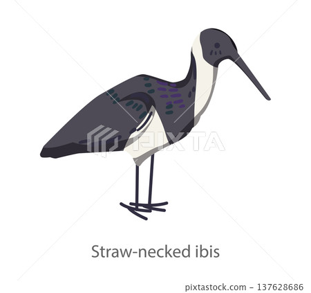 Flat vector illustration of a straw necked ibis standing in side view. Minimal cartoon style wading bird isolated on a white background suitable for educational and design materials. Flat vector illustration of a straw necked ibis standing in side view. Minimal cartoon style wading bird isolated on a white background suitable for educational and design materials. 137628686