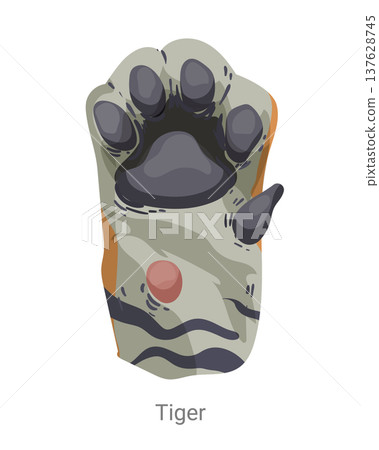 Cartoon vector illustration of a tiger paw with pads and claws visible from the bottom isolated on a white background for wildlife education or animal design. 137628745