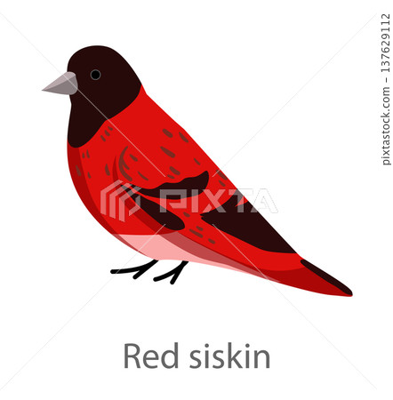 Flat vector illustration of a red siskin in side view. Small finch bird isolated on a white background. Flat vector illustration of a red siskin in side view. Small finch bird isolated on a white background. 137629112