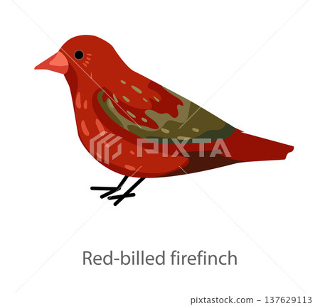 Flat vector illustration of a red-billed firefinch in side view. Small colorful finch isolated on a white background. Flat vector illustration of a red-billed firefinch in side view. Small colorful finch isolated on a white background. 137629113