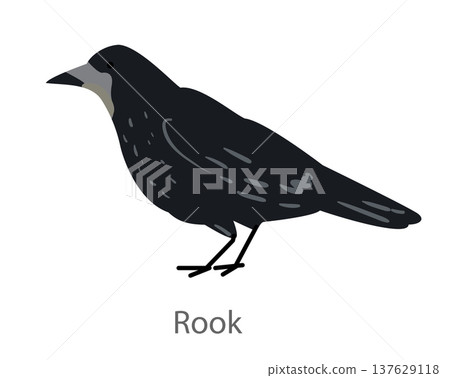 Flat vector illustration of a rook in side view. Black corvid bird isolated on a white background. 137629118