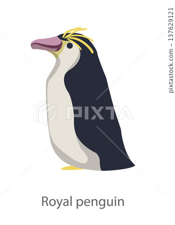 Flat vector illustration of a royal penguin standing in side view. Simple cartoon style bird character isolated on a white background, suitable for educational and design use. 137629121