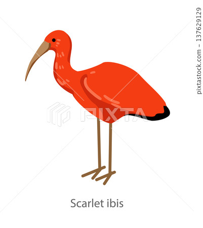 Flat vector illustration of a scarlet ibis standing in side view. Bright tropical wading bird isolated on a white background suitable for educational and design use. Flat vector illustration of a scarlet ibis standing in side view. Bright tropical wading bird isolated on a white background suitable for educational and design use. 137629129