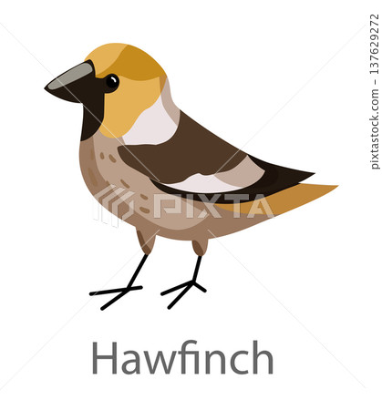Flat vector illustration of a hawfinch in side view. Small finch bird with a strong beak isolated on a white background. Flat vector illustration of a hawfinch in side view. Small finch bird with a strong beak isolated on a white background. 137629272
