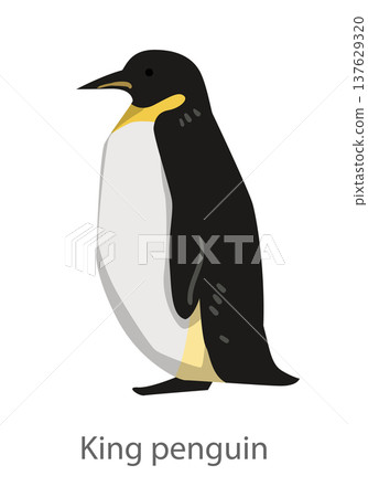 Flat vector illustration of a king penguin standing in side view. Minimal cartoon style seabird character isolated on a white background for educational and design use. 137629320