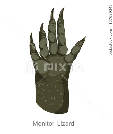 Cartoon vector illustration of a monitor lizard paw with long claws and reptile skin texture isolated on a white background for zoology education. Cartoon vector illustration of a monitor lizard paw with long claws and reptile skin texture isolated on a white background for zoology education. 137629345