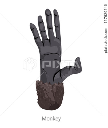 Cartoon vector illustration of a monkey hand with long fingers and palm isolated on a white background for zoology, biology or educational design. Cartoon vector illustration of a monkey hand with long fingers and palm isolated on a white background for zoology, biology or educational design. 137629346