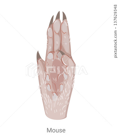 Cartoon vector illustration of a mouse paw with long fingers, claws and pads isolated on a white background for zoology, biology or educational design. 137629348
