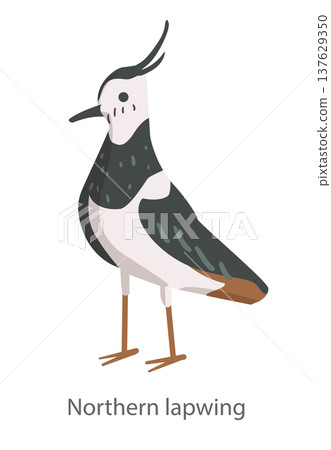Flat vector illustration of a northern lapwing in side view. Wading bird with a distinctive crest isolated on a white background. Flat vector illustration of a northern lapwing in side view. Wading bird with a distinctive crest isolated on a white background. 137629350