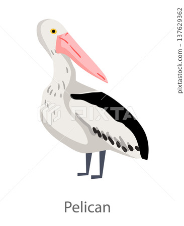 Flat vector illustration of a pelican standing in side view. Minimal cartoon seabird character isolated on a white background suitable for educational and design materials. Flat vector illustration of a pelican standing in side view. Minimal cartoon seabird character isolated on a white background suitable for educational and design materials. 137629362