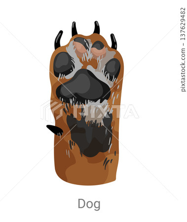 Cartoon vector illustration of a dog paw with pads, claws and fur texture isolated on a white background for pet, zoology or educational design. 137629482