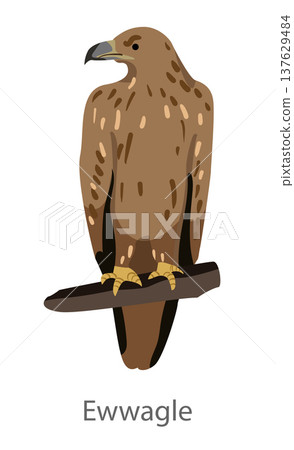 Flat vector illustration of an eagle perched on a branch in front view. Large bird of prey isolated on a white background. Flat vector illustration of an eagle perched on a branch in front view. Large bird of prey isolated on a white background. 137629484