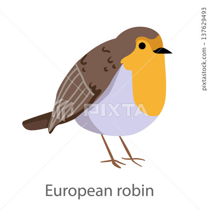 Flat vector illustration of a European robin in side view. Small bird with orange breast isolated on a white background. 137629493