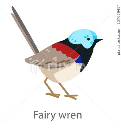 Flat vector illustration of a fairy wren in side view. Small colorful songbird isolated on a white background suitable for educational and design use. 137629494