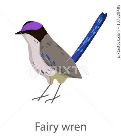 Flat vector illustration of a fairy wren in side view. Small colorful songbird with a long tail isolated on a white background for educational and design use. 137629495