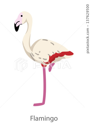 Flat vector illustration of a flamingo standing on one leg in side view. Tropical bird isolated on a white background. Flat vector illustration of a flamingo standing on one leg in side view. Tropical bird isolated on a white background. 137629500