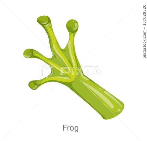 Cartoon vector illustration of a frog foot with long webbed toes isolated on a white background for zoology, biology or wildlife educational design. 137629520