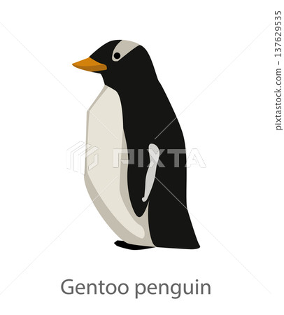 Flat vector illustration of a gentoo penguin standing in side view. Cartoon style seabird character isolated on a white background suitable for educational materials and design. 137629535
