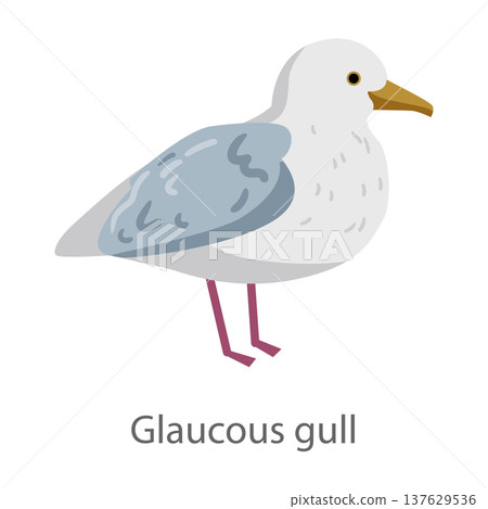 Flat vector illustration of a glaucous gull in side view. Seabird isolated on a white background. 137629536
