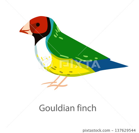 Flat vector illustration of a Gouldian finch in side view. Bright colorful tropical finch isolated on a white background. Flat vector illustration of a Gouldian finch in side view. Bright colorful tropical finch isolated on a white background. 137629544