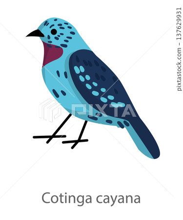 Flat vector illustration of Cotinga cayana in side view. Bright tropical songbird isolated on a white background suitable for educational and design use. 137629931