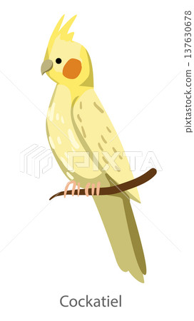 Flat vector illustration of a cockatiel parrot perched on a branch in side view. Domestic parrot isolated on a white background. Flat vector illustration of a cockatiel parrot perched on a branch in side view. Domestic parrot isolated on a white background. 137630678