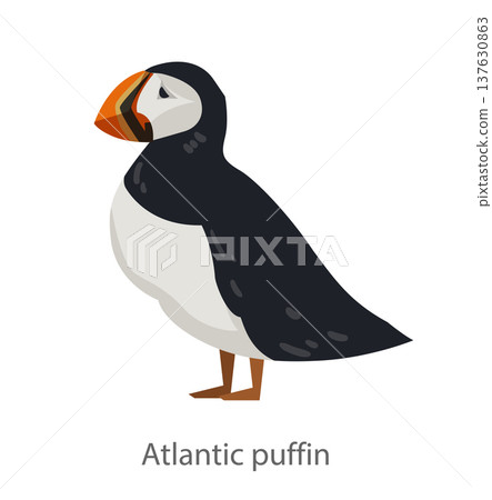 Flat vector illustration of an Atlantic puffin standing in side view. Cartoon seabird character isolated on a white background suitable for educational and graphic design projects. Flat vector illustration of an Atlantic puffin standing in side view. Cartoon seabird character isolated on a white background suitable for educational and graphic design projects. 137630863