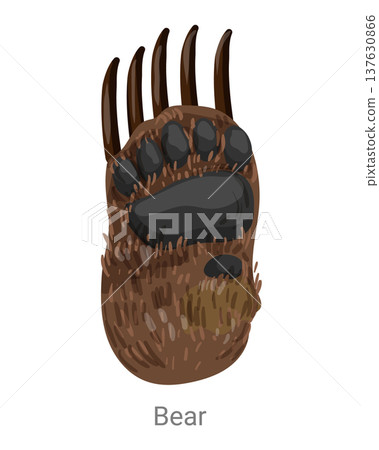 Cartoon vector illustration of a bear paw with pads, fur and long claws isolated on a white background for wildlife, zoology or educational design. 137630866