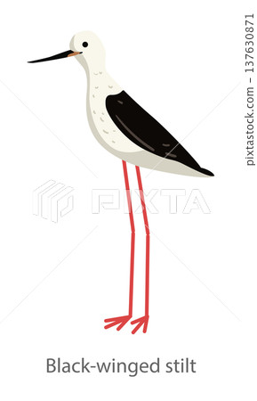 Flat vector illustration of a black-winged stilt in side view. Elegant wading bird with long red legs isolated on a white background. Flat vector illustration of a black-winged stilt in side view. Elegant wading bird with long red legs isolated on a white background. 137630871