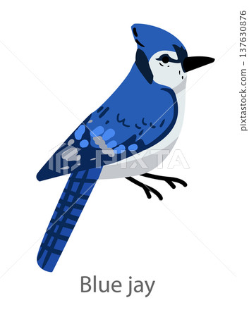 Flat vector illustration of a blue jay in side view. Bright blue corvid bird isolated on a white background. 137630876