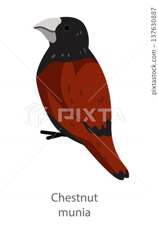 Flat vector illustration of a chestnut munia in side view. Small finch bird isolated on a white background suitable for educational and design use. 137630887