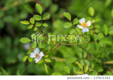 White flowers of the wild rose blooming in the forest in early summer White flowers of the wild rose blooming in the forest in early summer 137631381
