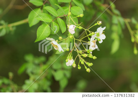 White flowers of the wild rose blooming in the forest in early summer 137631382