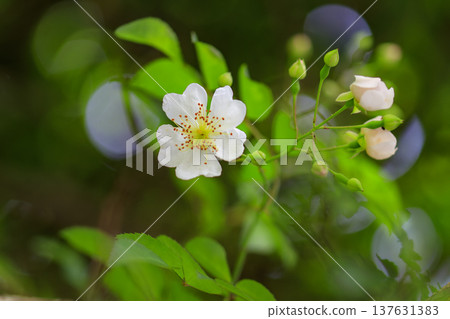 White flowers of the wild rose blooming in the forest in early summer 137631383