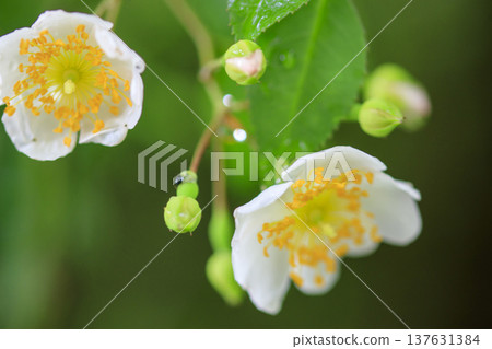初夏時節，森林裡盛開著白色的野玫瑰花。 137631384