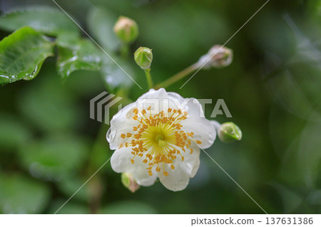 初夏時節,森林裡盛開著白色的野玫瑰花。 初夏時節,森林裡盛開著白色的野玫瑰花。 137631386