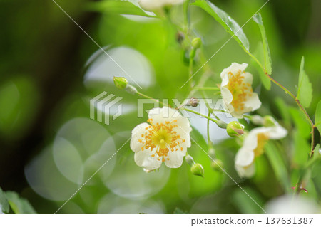 White flowers of the wild rose blooming in the forest in early summer White flowers of the wild rose blooming in the forest in early summer 137631387
