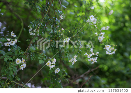 White flowers of the wild rose blooming in the forest in early summer 137631400