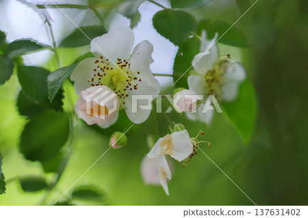 初夏時節，森林裡盛開著白色的野玫瑰花。 137631402