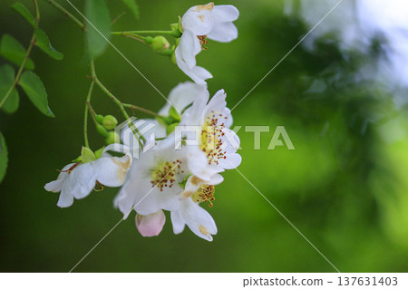 初夏時節,森林裡盛開著白色的野玫瑰花。 初夏時節,森林裡盛開著白色的野玫瑰花。 137631403