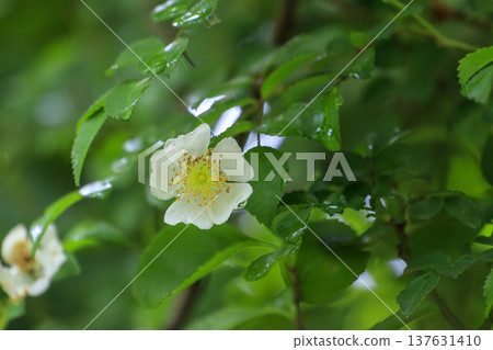 White flowers of the wild rose blooming in the forest in early summer White flowers of the wild rose blooming in the forest in early summer 137631410