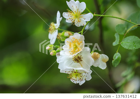 White flowers of the wild rose blooming in the forest in early summer White flowers of the wild rose blooming in the forest in early summer 137631412