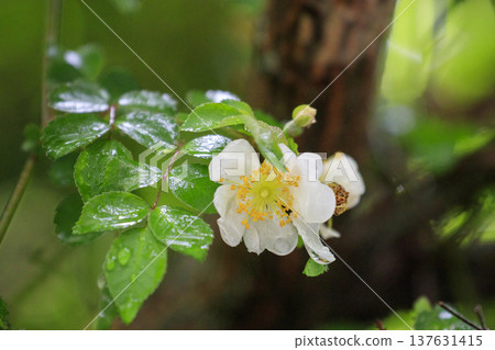White flowers of the wild rose blooming in the forest in early summer White flowers of the wild rose blooming in the forest in early summer 137631415