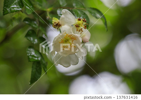 White flowers of the wild rose blooming in the forest in early summer 137631416
