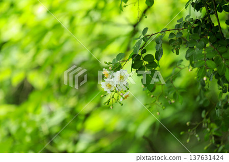White flowers of the wild rose blooming in the forest in early summer White flowers of the wild rose blooming in the forest in early summer 137631424