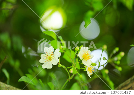 White flowers of the wild rose blooming in the forest in early summer White flowers of the wild rose blooming in the forest in early summer 137631427