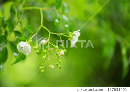 初夏時節，森林裡盛開著白色的野玫瑰花。 137631491