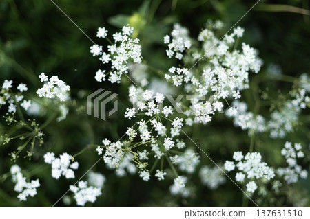 Delicate small white wildflowers blooming among green grass in a natural meadow during spring or summer 137631510