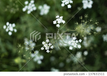 Tiny white field flowers growing in lush green grass creating a soft natural floral background Tiny white field flowers growing in lush green grass creating a soft natural floral background 137631511